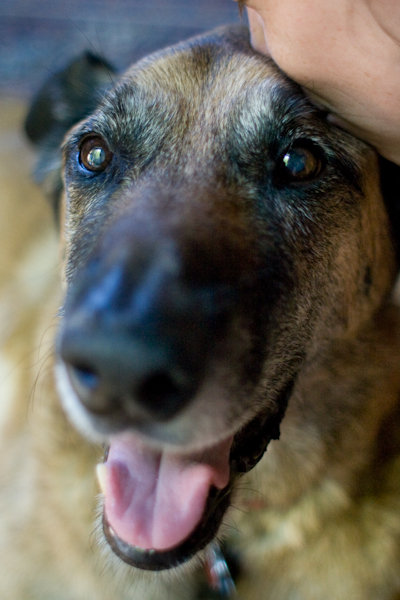 A beautiful dog being pet on the head